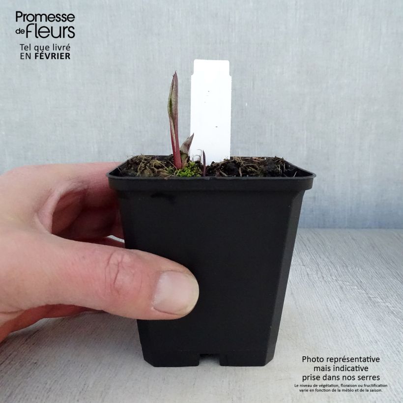 Amostra de Áster tataricus Jindai - Áster da Tartária Vaso de 8/9 cm tal como entregue no inverno