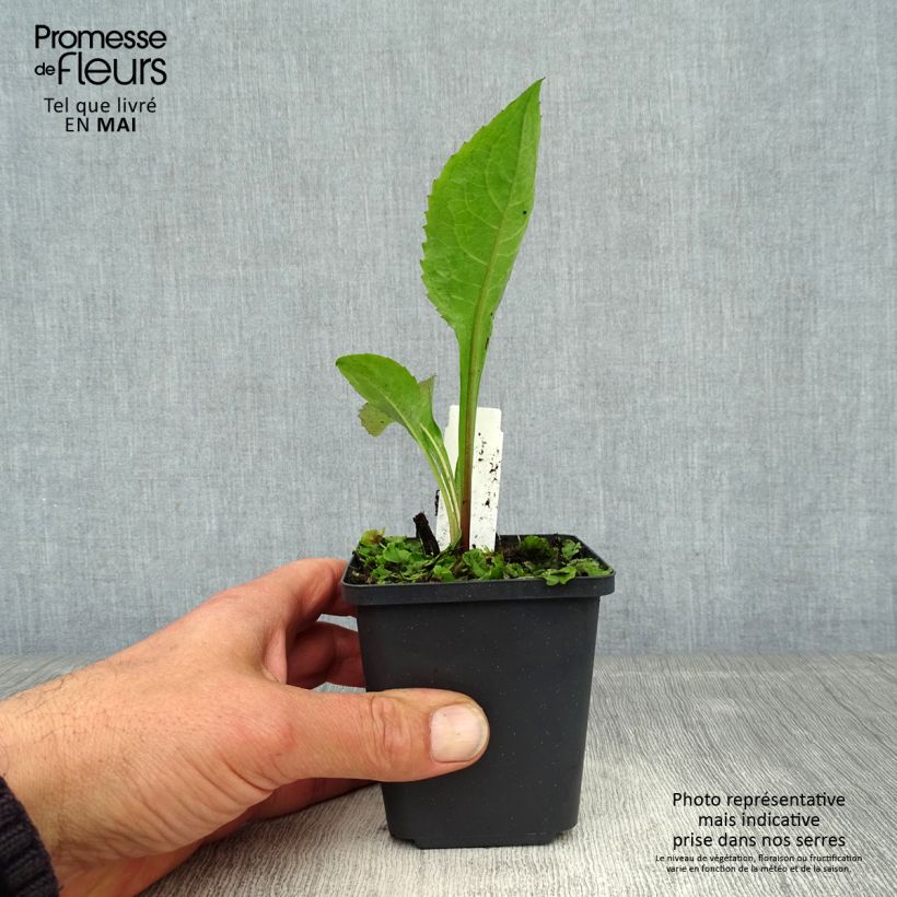 Amostra de Áster tataricus Jindai - Áster da Tartária Vaso de 8/9 cm tal como entregue na primavera