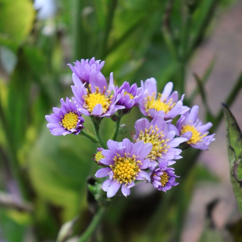 Áster tataricus Jindai - Áster da Tartária (Floração)