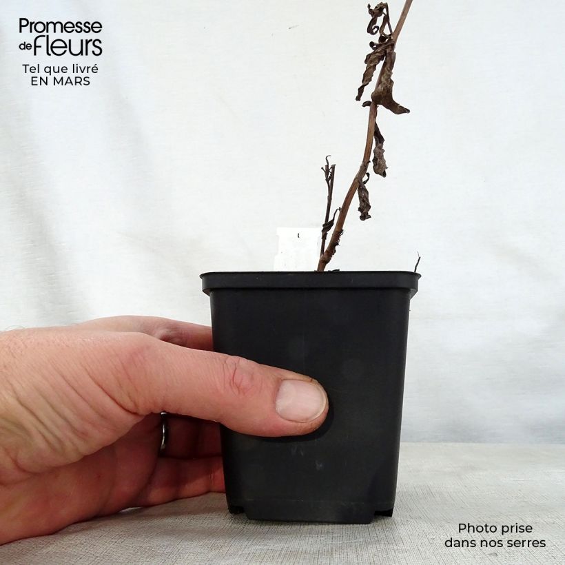 Amostra de Áster thomsonii Nanus - Áster de verão Vaso de 8/9 cm tal como entregue na primavera