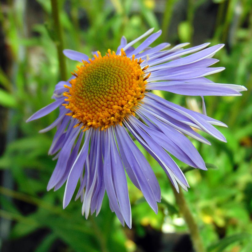 Aster tongolensis Berggarten - Áster da Primavera (Floração)