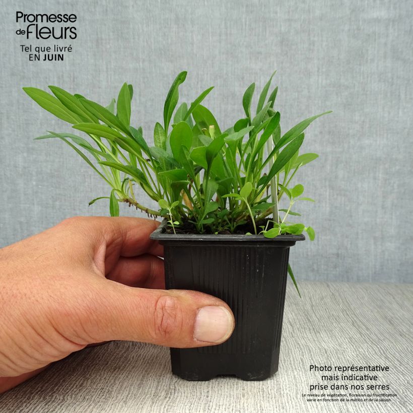 Amostra de Aster tongolensis Berggarten - Áster da Primavera Vaso de 8/9 cm tal como entregue no verão
