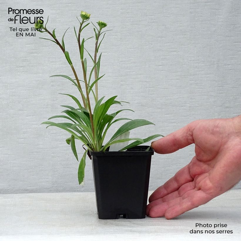 Amostra de Aster tongolensis Berggarten - Áster da Primavera Vaso de 8/9 cm tal como entregue na primavera