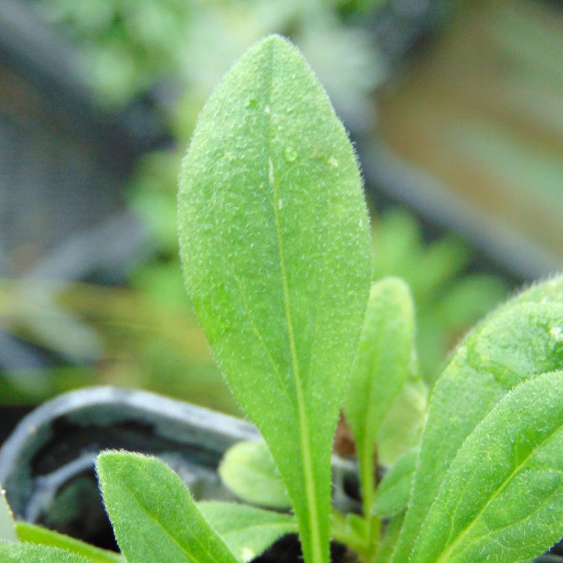 Áster tongolensis Wartburgstern - Áster da primavera (Folhagem)