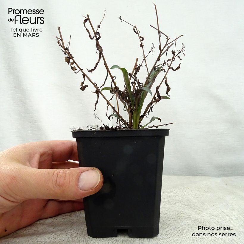 Amostra de Aster turbinellus - Áster de outono Vaso de 8/9 cm tal como entregue na primavera