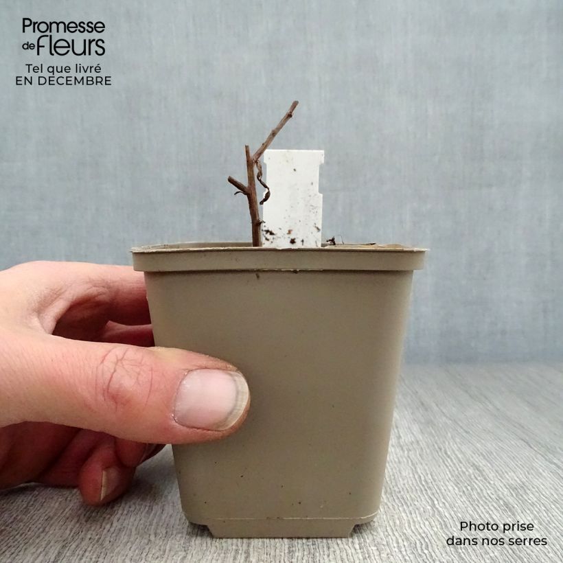 Amostra de Aster turbinellus - Áster de outono Vaso de 8/9 cm tal como entregue no inverno