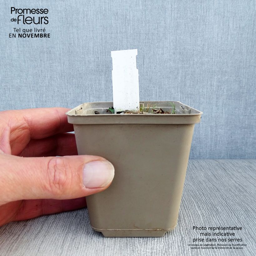 Amostra de Aster turbinellus - Áster de outono Vaso de 8/9 cm tal como entregue no outono