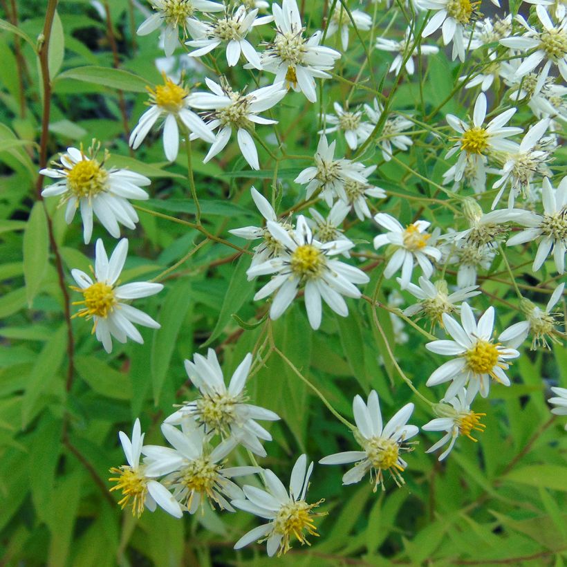 Aster umbellatus Weisser Schirm - Aster em umbelas (Floração)