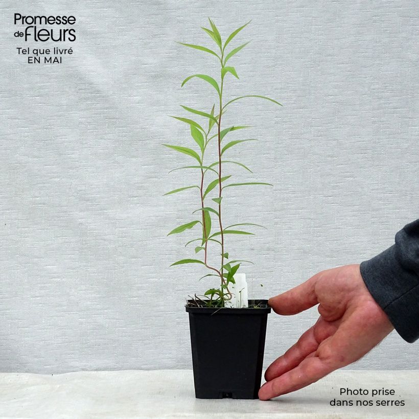 Amostra de Aster umbellatus Weisser Schirm - Aster em umbelas Vaso de 8/9 cm tal como entregue na primavera