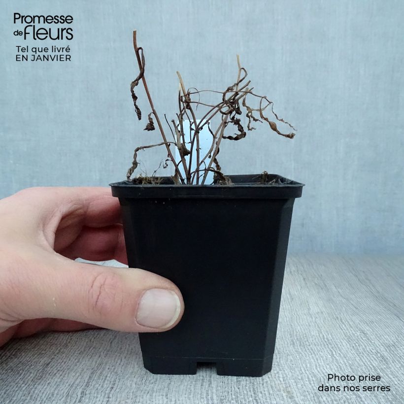 Amostra de Aster umbellatus Weisser Schirm - Aster em umbelas Vaso de 8/9 cm tal como entregue no inverno