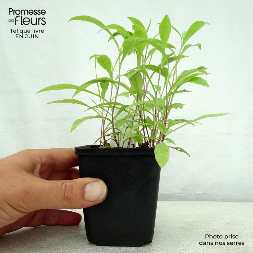 Amostra de Aster versicolor Altweibersommer - Áster alto de outono Vaso de 8/9 cm tal como entregue no verão