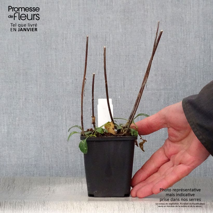 Amostra de Aster versicolor Altweibersommer - Aster grand d'automne Vaso de 8/9 cm tal como entregue no inverno