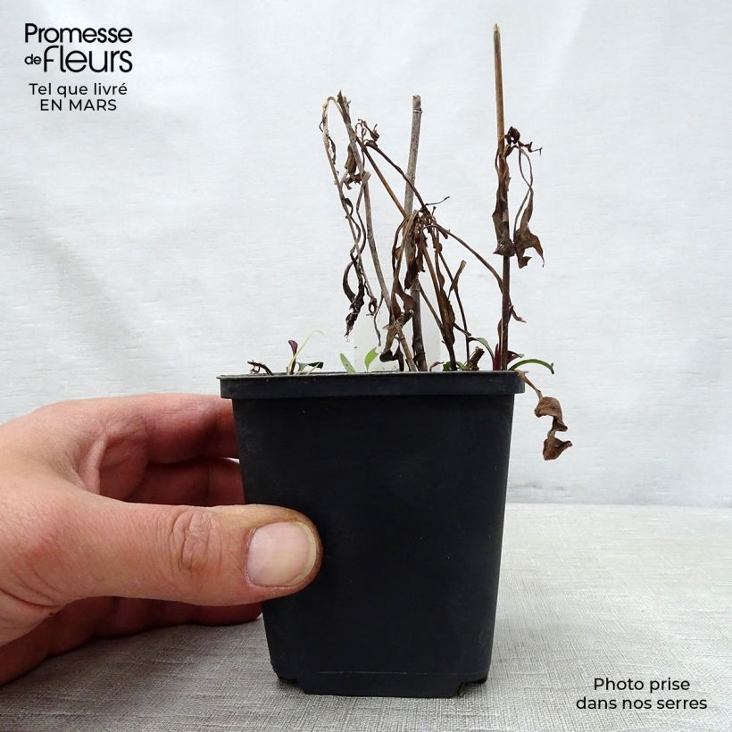 Amostra de Aster versicolor Altweibersommer - Áster alto de outono Vaso de 8/9 cm tal como entregue na primavera