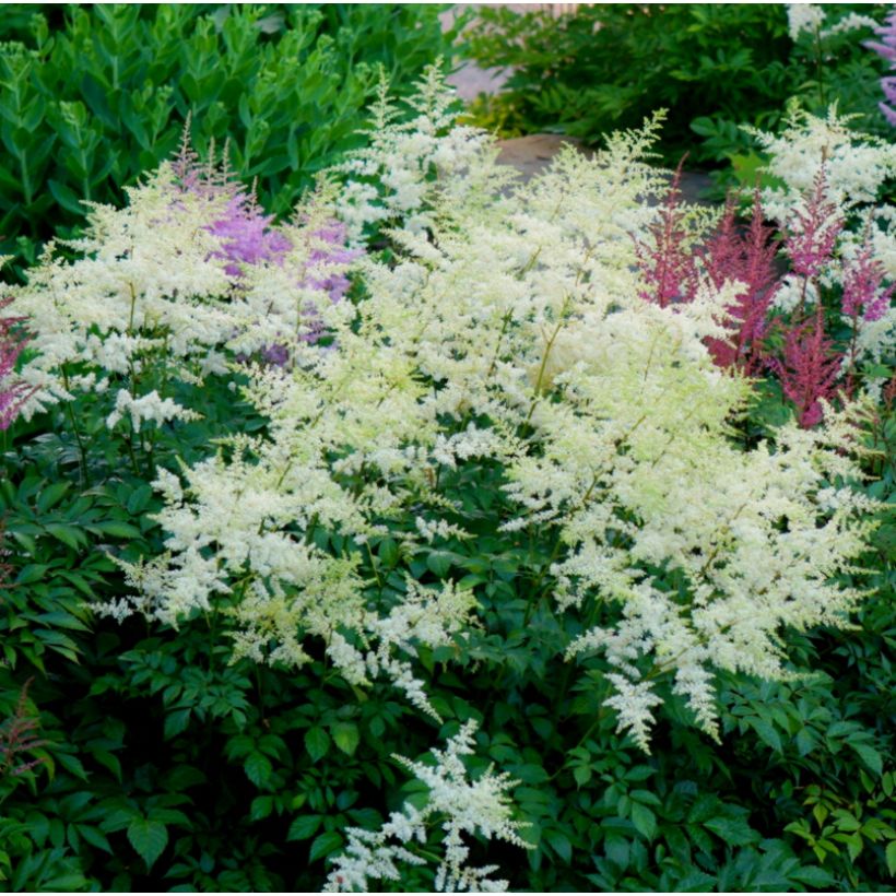 Astilbe Avalanche (Hábito)