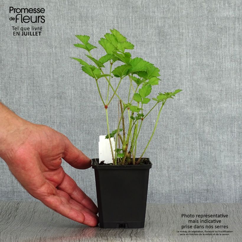 Amostra de Astilbe chinensis Purpurkerze Vaso de 8/9 cm tal como entregue no verão