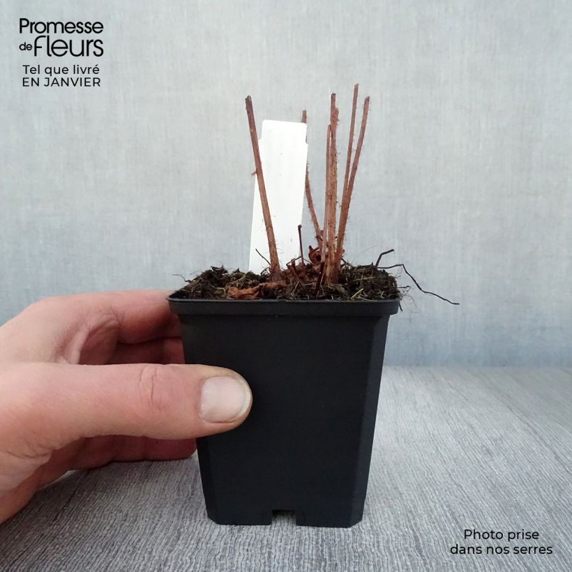 Amostra de Astilbe Chinensis Purpurkerze Vaso de 8/9 cm tal como entregue no inverno