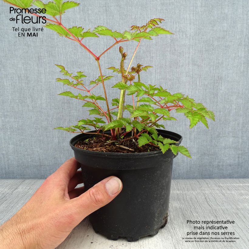 Amostra de Astilbe chinensis Purpurkerze Vaso de 2 L/3 L tal como entregue na primavera