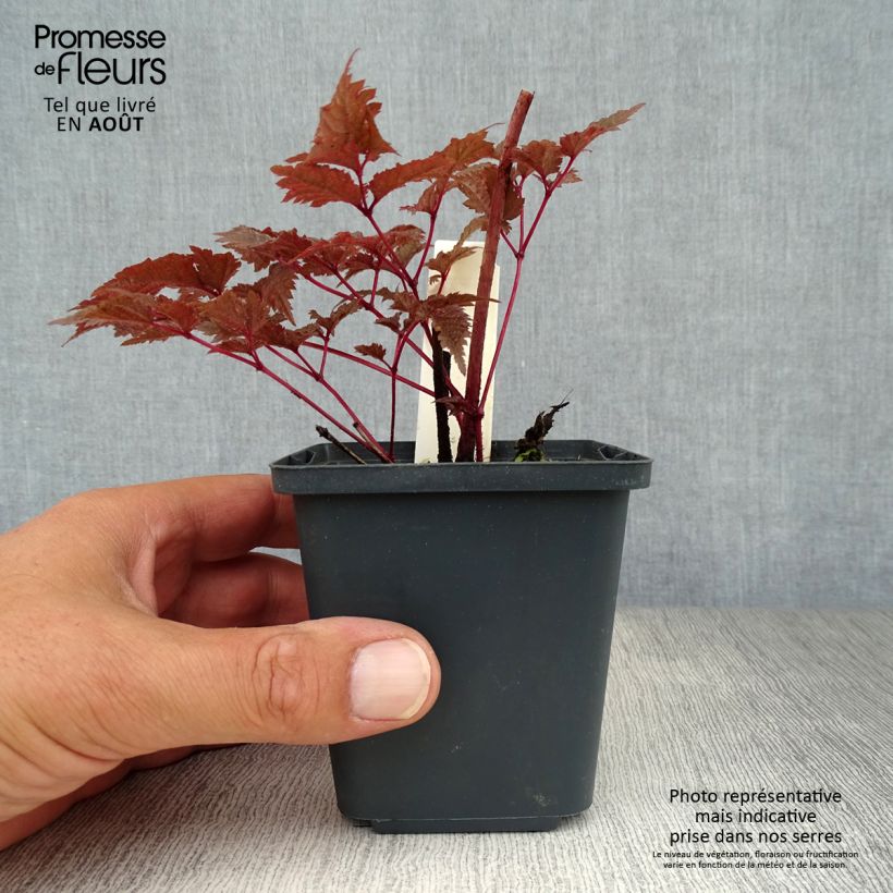 Amostra de Astilbe Chocolate Shogun Vaso de 8/9 cm tal como entregue no verão