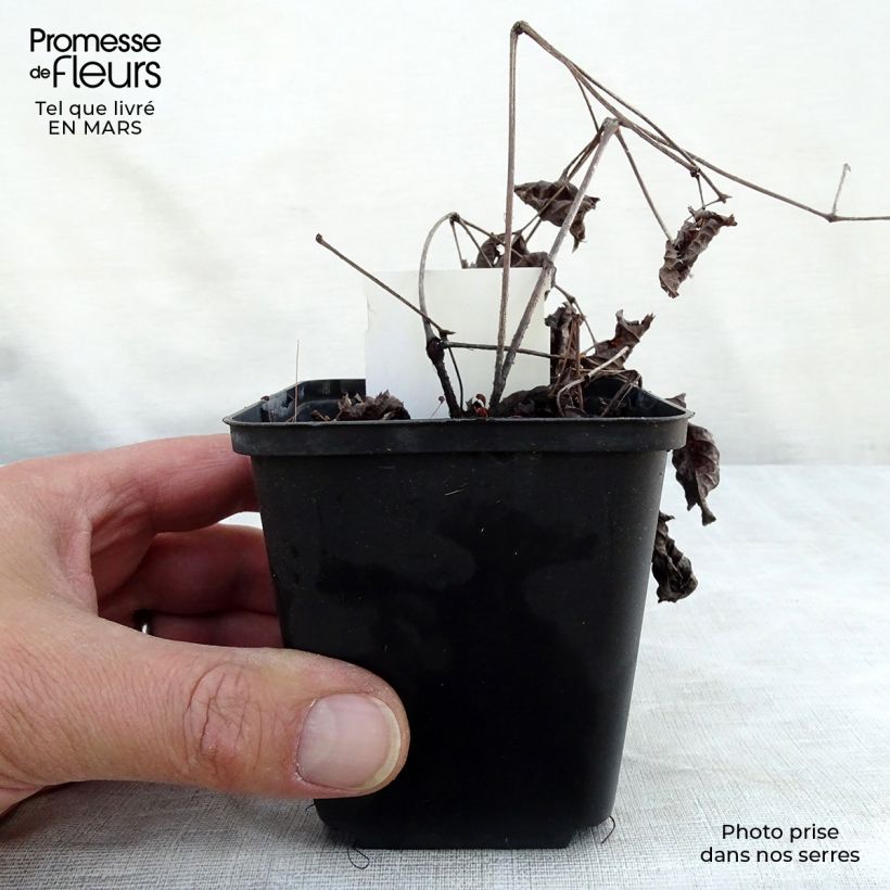 Amostra de Astilbe Chocolate Shogun Vaso de 8/9 cm tal como entregue no inverno