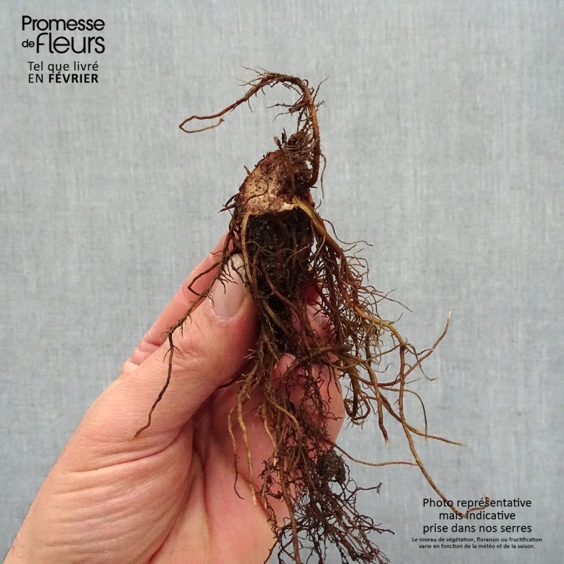 Amostra de Astilbe Chocolate Shogun Raízes nuas tal como entregue no inverno