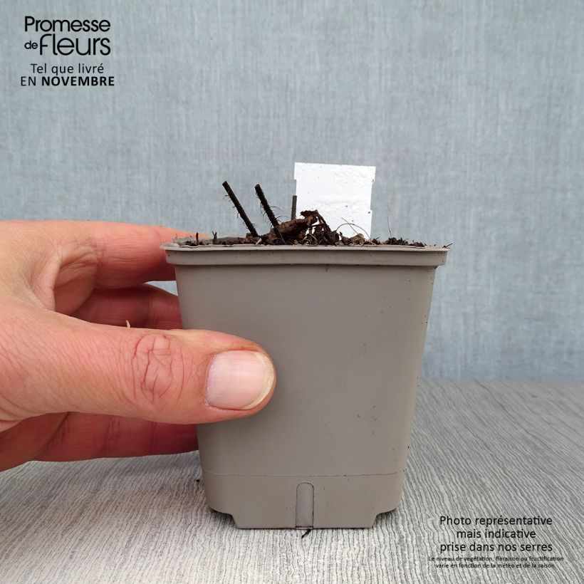 Amostra de Astilbe chinensis Darkside Of The Moon Vaso de 8/9 cm tal como entregue no outono