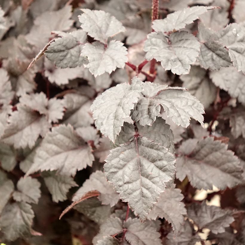 Astilbe chinensis Darkside Of The Moon (Folhagem)