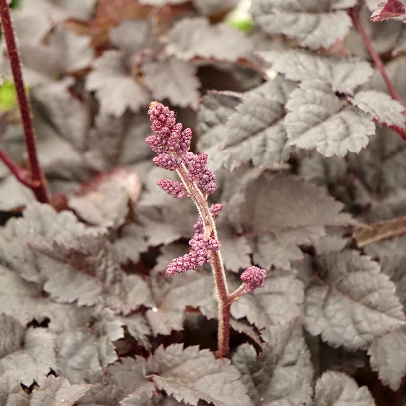 Astilbe chinensis Darkside Of The Moon (Floração)