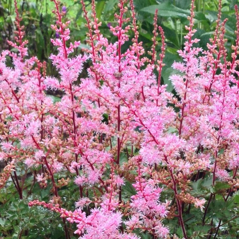 Astilbe japonica Delft Lace (Floração)