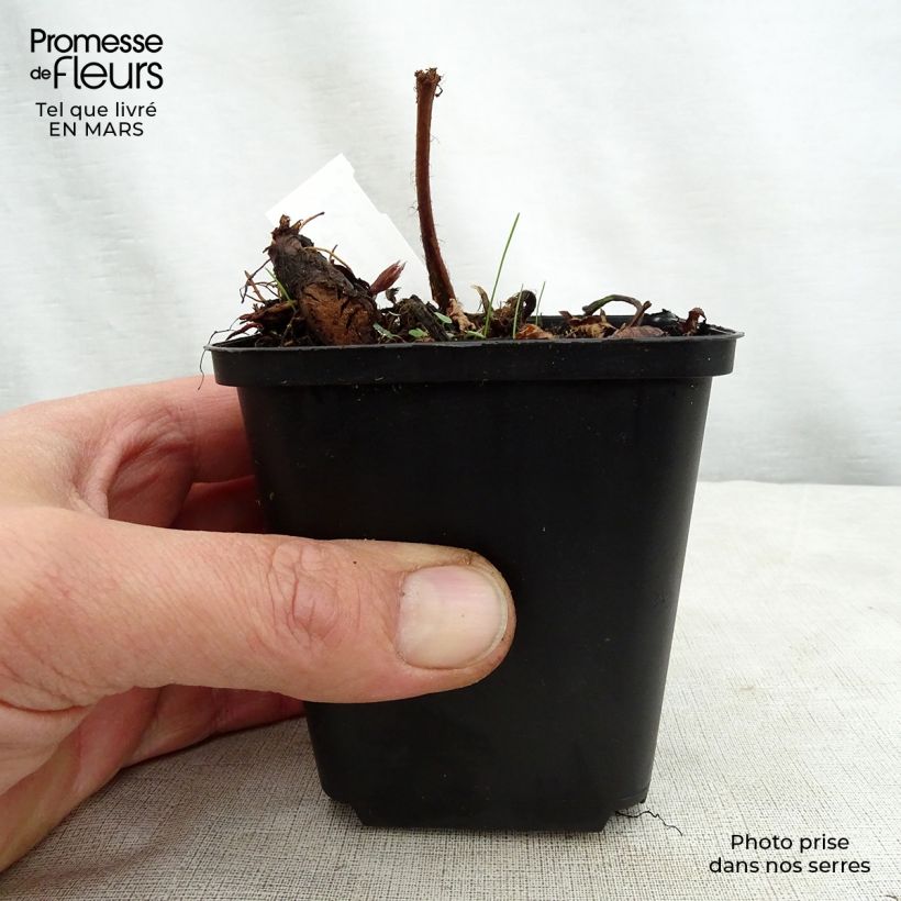 Amostra de Astilbe thunbergii Professor van der Wielen Vaso de 8/9 cm tal como entregue na primavera