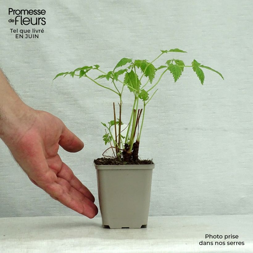 Amostra de Astilbe thunbergii Professor van der Wielen Vaso de 8/9 cm tal como entregue no verão