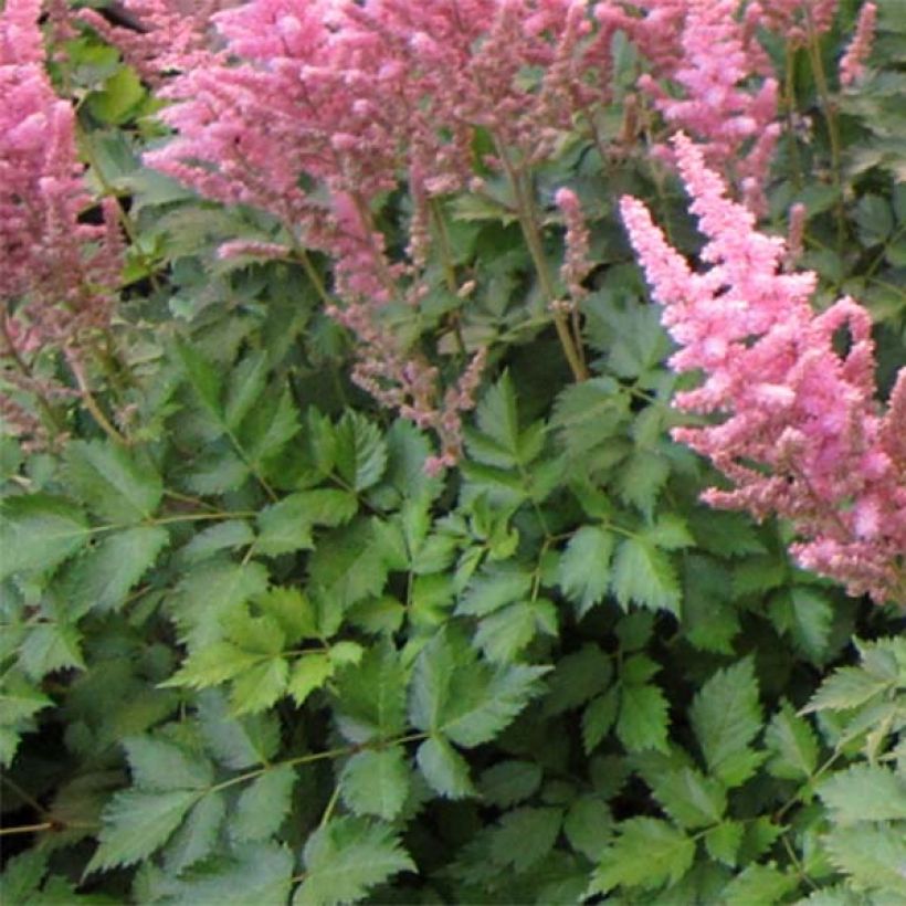 Astilbe chinensis Vision in Pink (Folhagem)