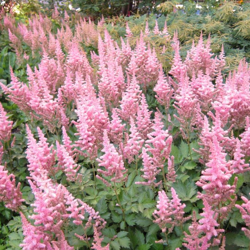 Astilbe chinensis Vision in Pink (Floração)