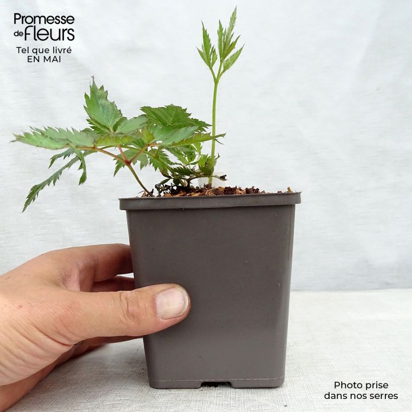 Amostra de Astilbe chinensis Vision in Pink Vaso de 8/9 cm tal como entregue na primavera