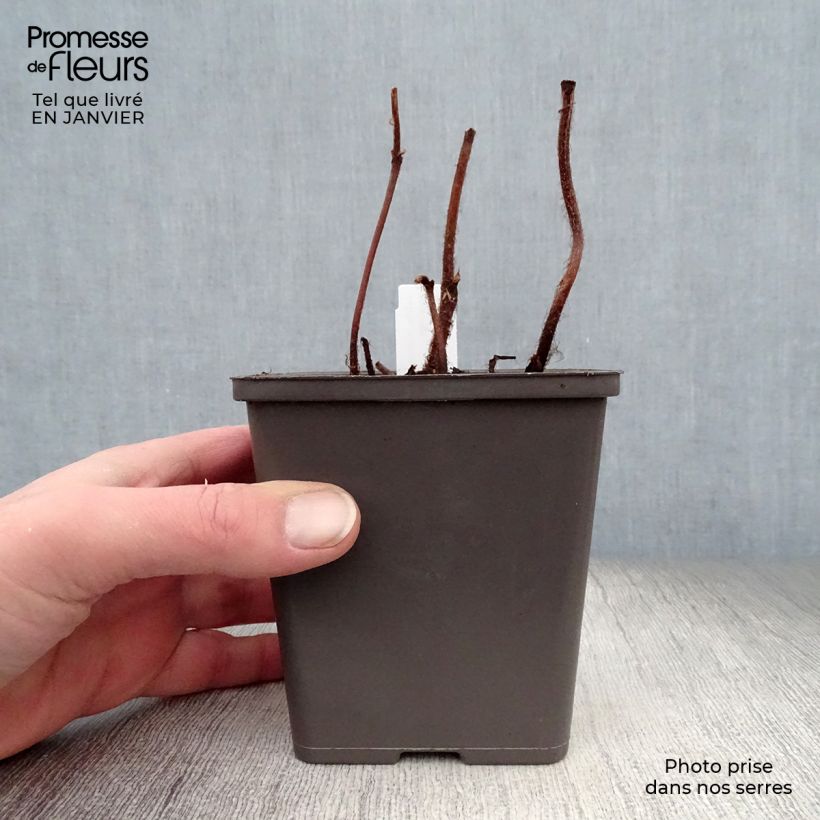 Amostra de Astilbe Vision in Pink Vaso de 8/9 cm tal como entregue no inverno