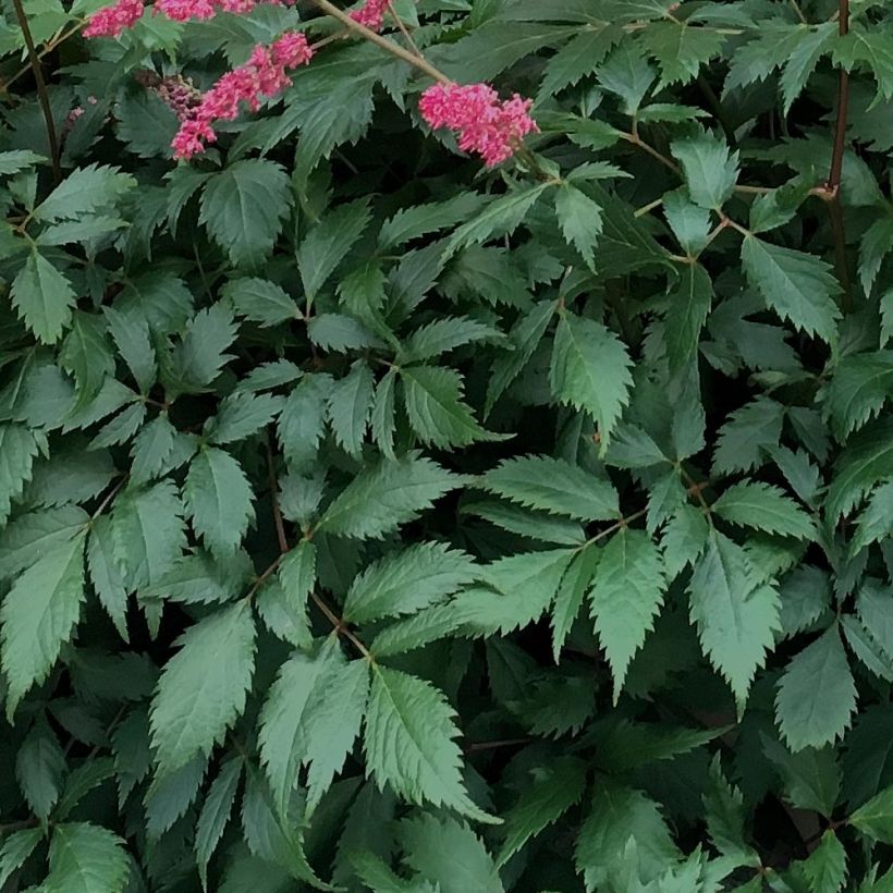 Astilbe chinensis Vision in Red (Folhagem)
