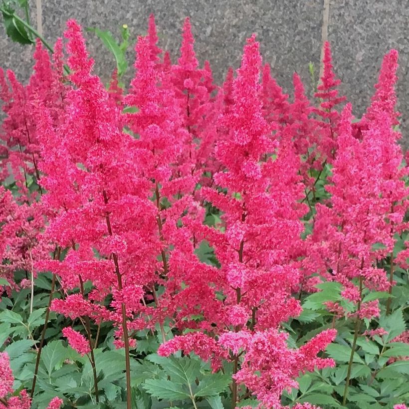 Astilbe chinensis Vision in Red (Floração)