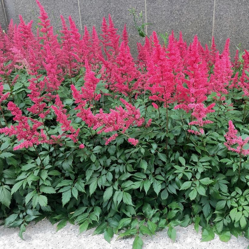 Astilbe chinensis Vision in Red (Hábito)