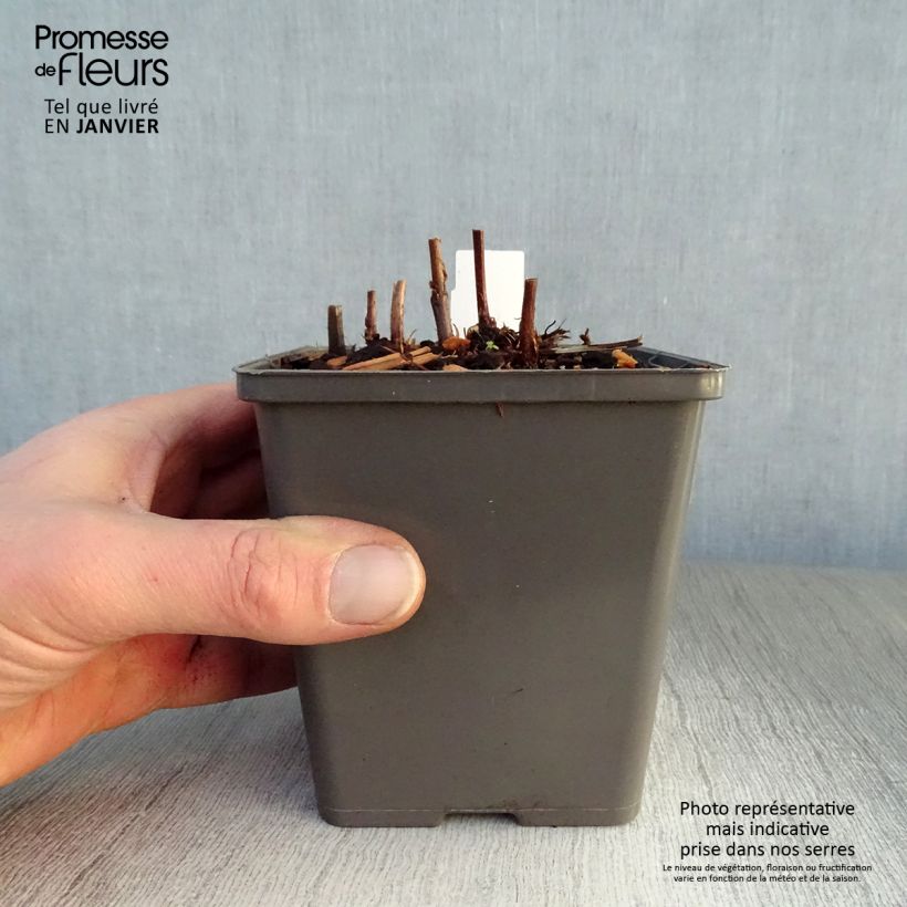 Amostra de Astilbe Vision in Red Vaso de 8/9 cm tal como entregue no inverno