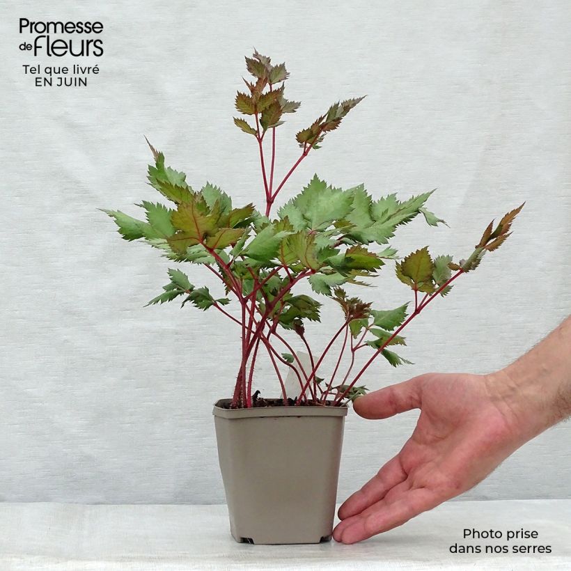 Amostra de Astilbe chinensis Vision in Red Vaso de 8/9 cm tal como entregue no verão