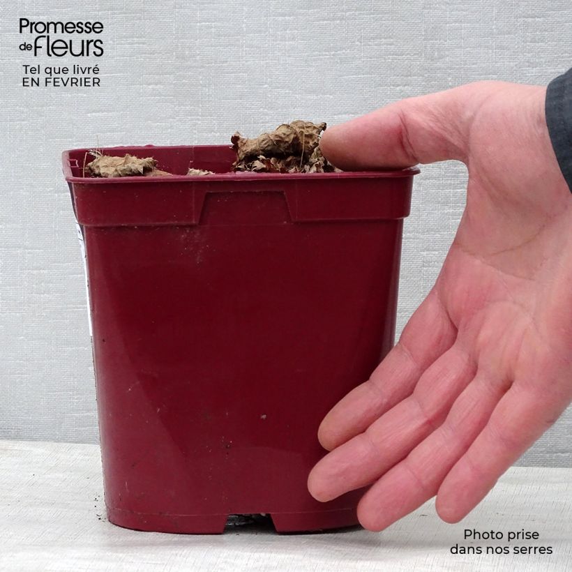 Amostra de Astilbe Vision in Red Vaso de 2 L/3 L tal como entregue no inverno