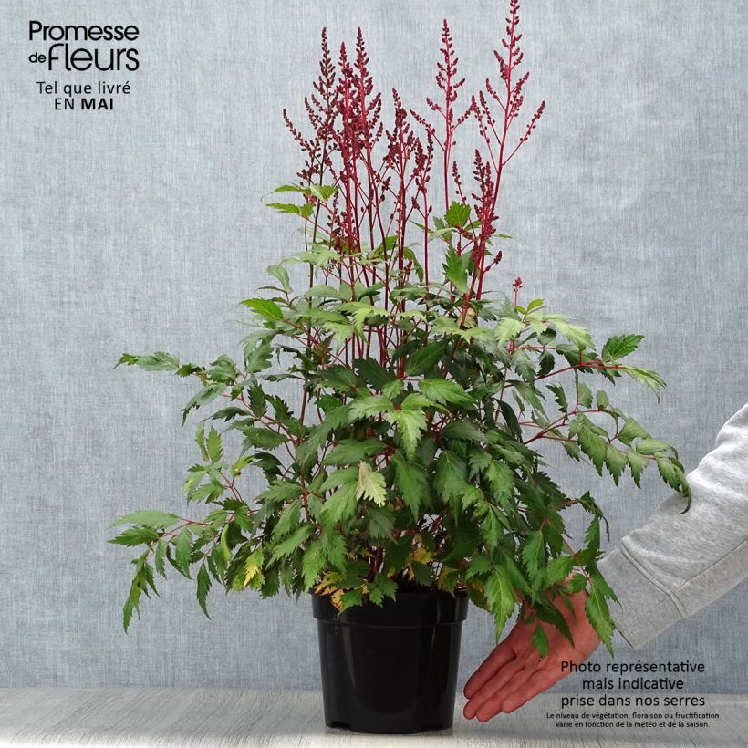 Amostra de Astilbe chinensis Vision in Red Vaso de 2 L/3 L tal como entregue na primavera