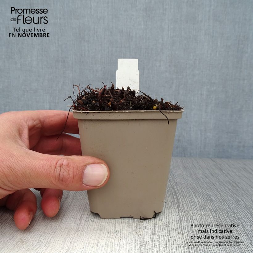 Amostra de Astilbe japonica Washington Vaso de 8/9 cm tal como entregue no outono