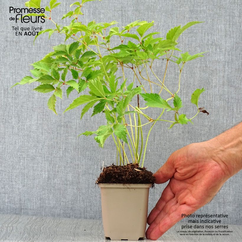 Amostra de Astilbe japonica Washington Vaso de 8/9 cm tal como entregue no verão