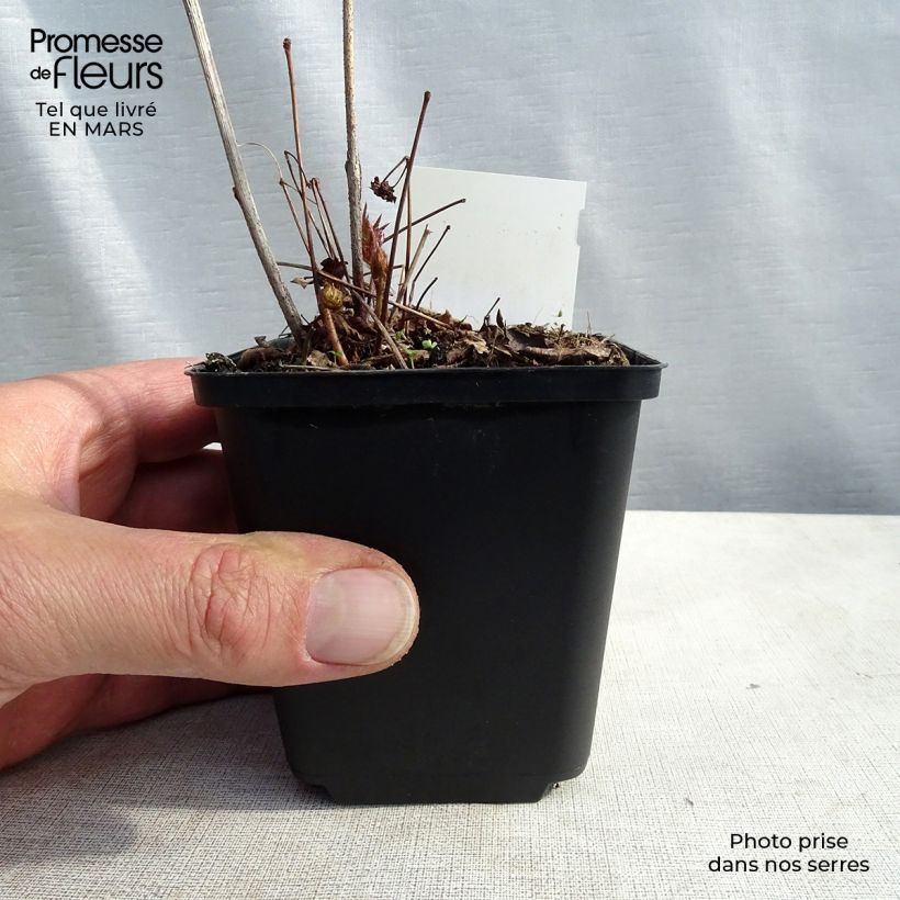 Amostra de Astilbe Washington Vaso de 8/9 cm tal como entregue no inverno