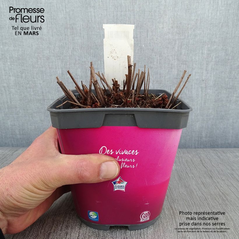 Amostra de Astilbe Younique® Silvery Pink Vaso de 2 L/3 L tal como entregue no inverno