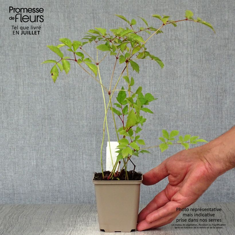 Amostra de Astilbe arendsii Amethyst Vaso de 8/9 cm tal como entregue no verão