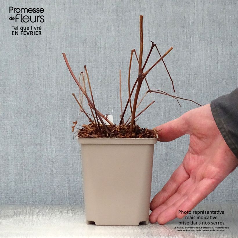 Amostra de Astilbe arendsii Amethyst Vaso de 8/9 cm tal como entregue no inverno