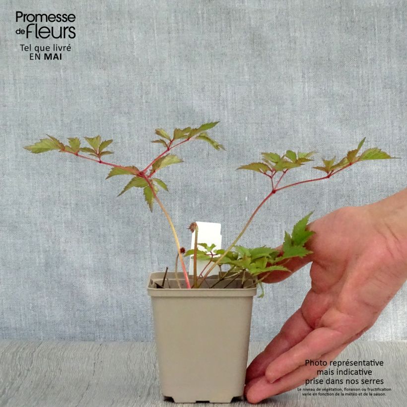 Amostra de Astilbe arendsii Amethyst Vaso de 8/9 cm tal como entregue na primavera