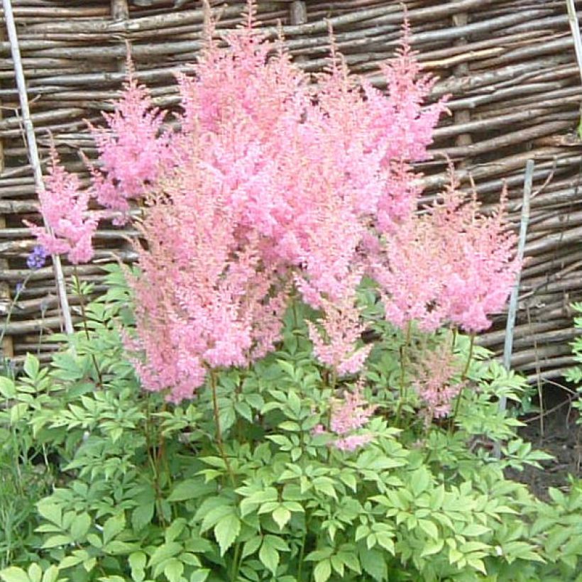 Astilbe arendsii Anita Pfeiffer (Floração)