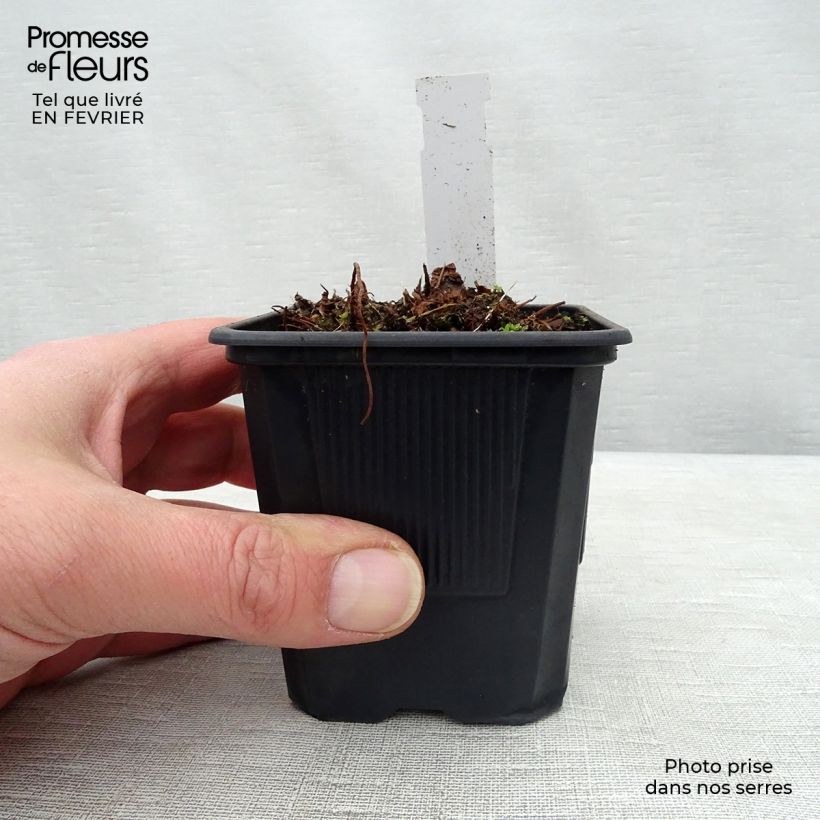 Amostra de Astilbe arendsii Anita Pfeiffer Vaso de 8/9 cm tal como entregue no inverno